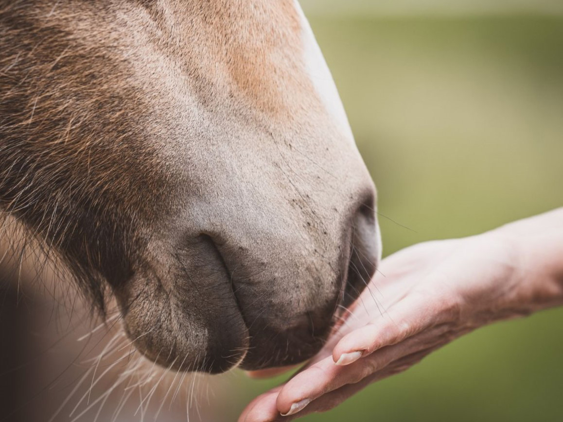 Soin du cheval, soin de soi