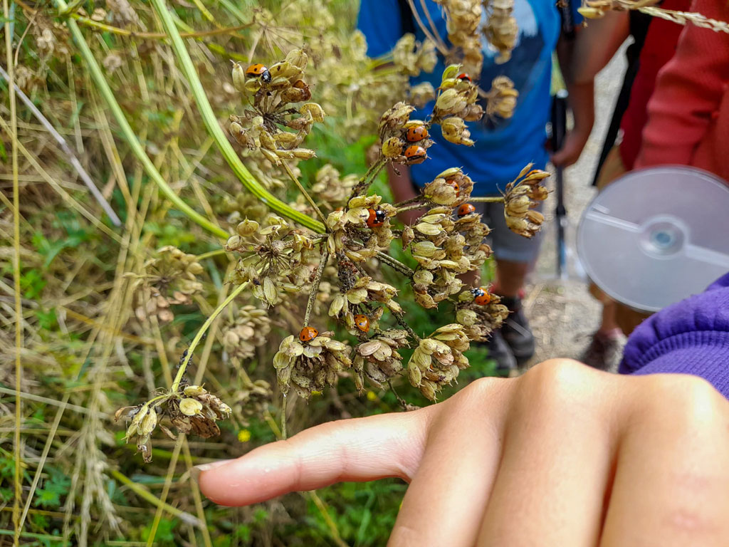 Microcosmos