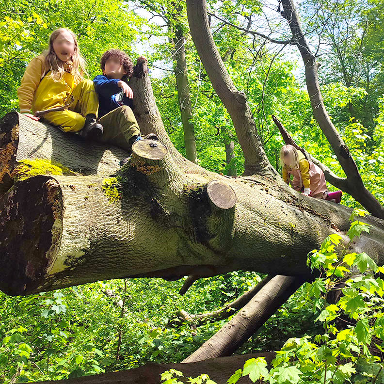 Stages forêt enfants