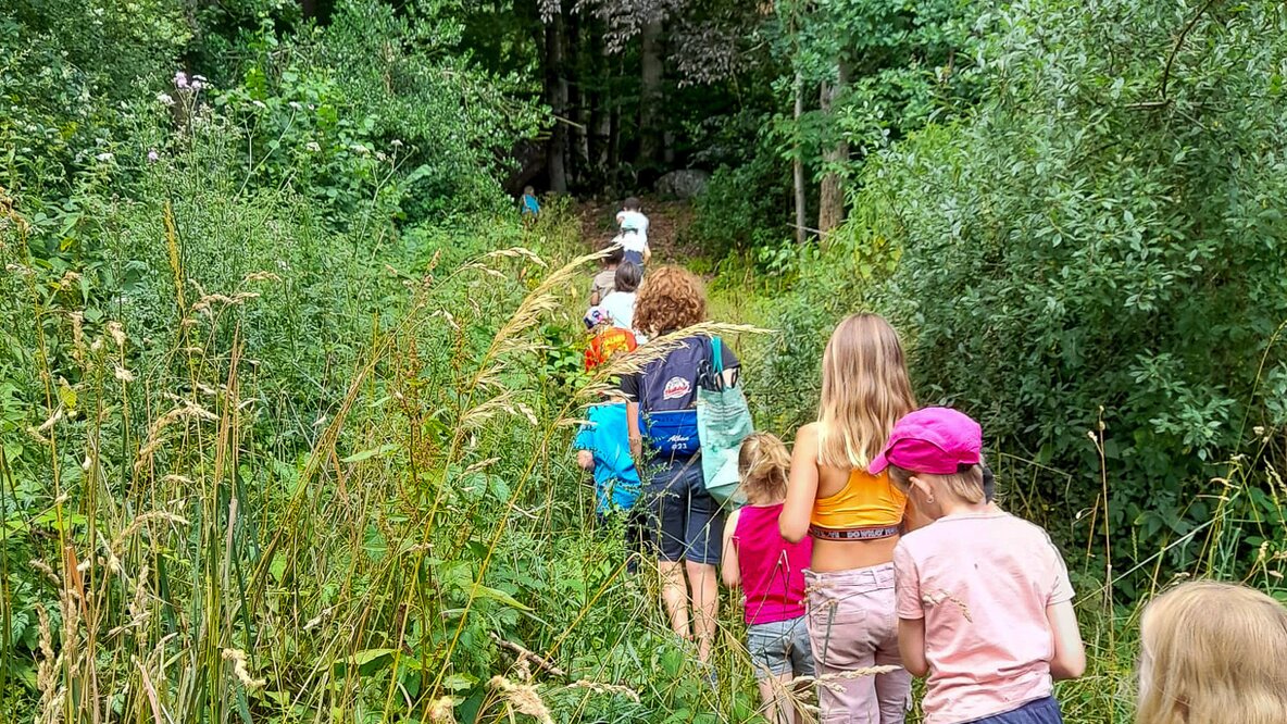 Les explorateurs de la forêt
