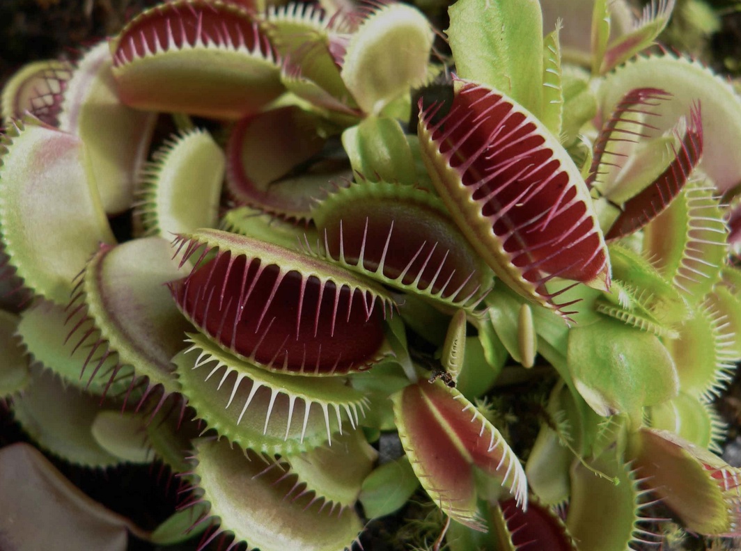 Extraordinaires plantes