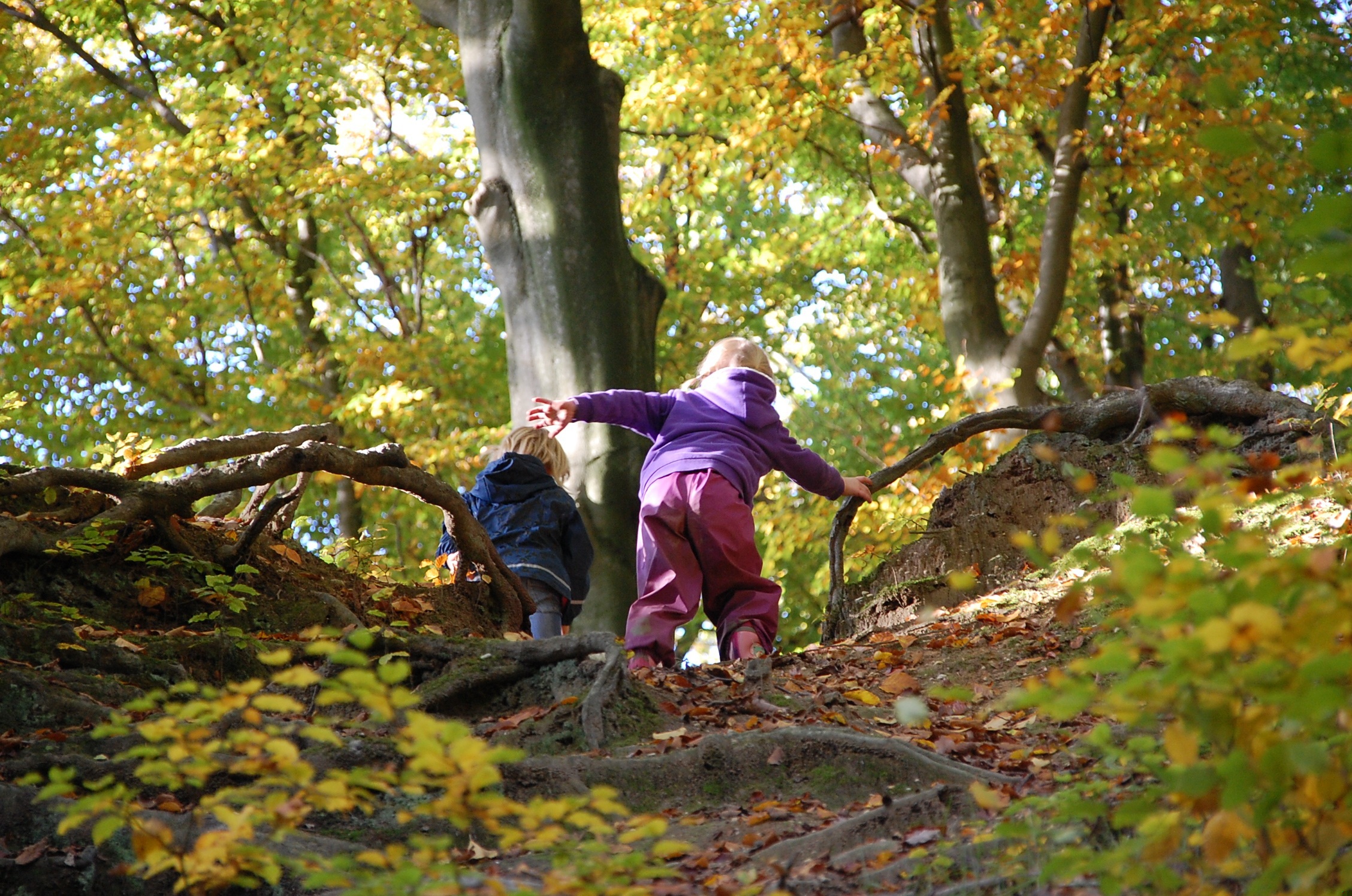 Promenons-nous dans les bois